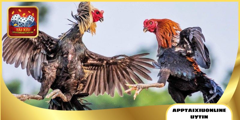 Đá Gà Tài Xỉu - Theo Dõi Live, Cược Trực Tiếp Siêu An Toàn 3 Dễ dàng đặt cược đá gà tài xỉu, không tốn thời gian