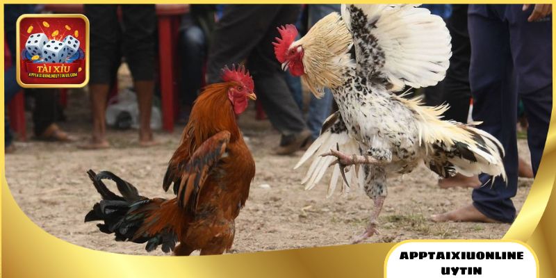 Đá Gà Tài Xỉu - Theo Dõi Live, Cược Trực Tiếp Siêu An Toàn 4 Nhận tư vấn, phản hồi nhanh khi chơi đá gà