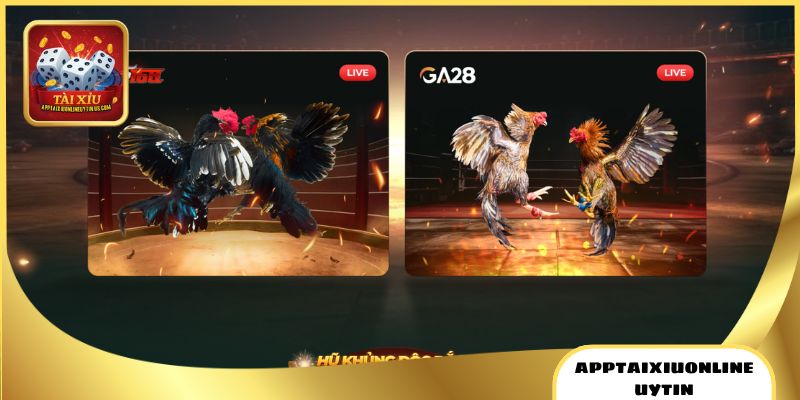 Đá Gà Tài Xỉu - Theo Dõi Live, Cược Trực Tiếp Siêu An Toàn 2 Top 7 lý do nên tham gia chơi đá gà tài xỉu